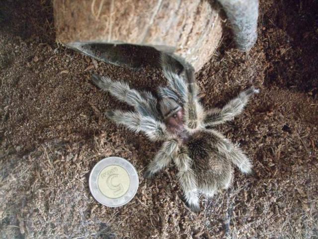 G.rosea