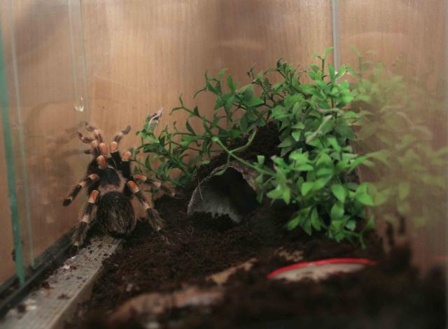B. smithi