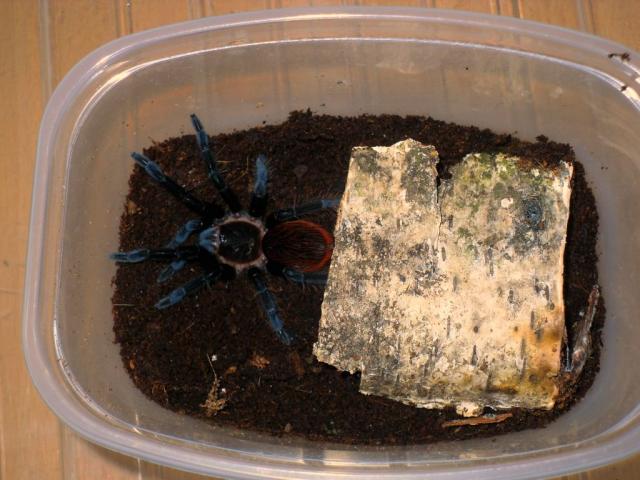 B. vagans 