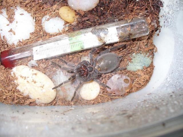 Lasiodora parahybana