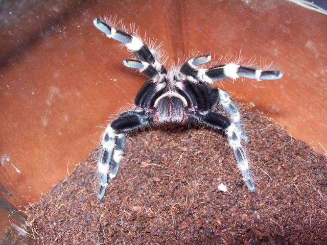 N. chromatus