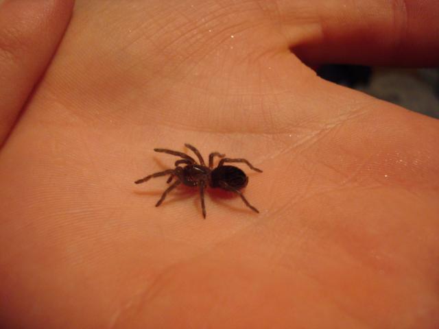 B. albopilosum