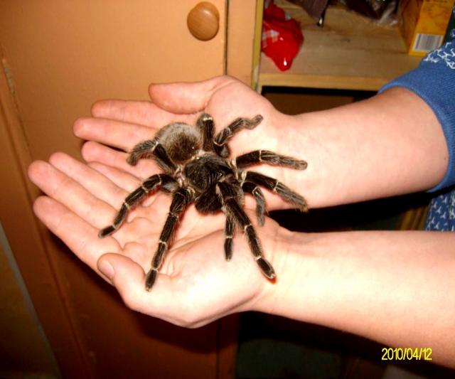 Lasiodora parahybana