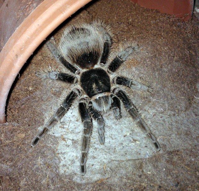 B.Albopilosum