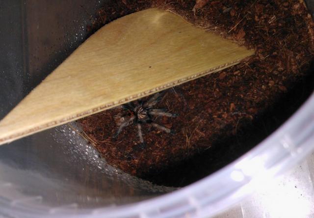 Chromatopelma cyaneopubescens
