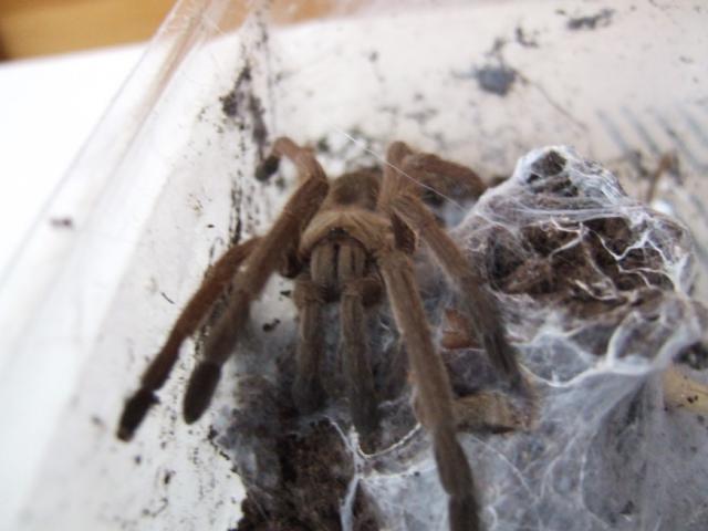Chilobrachys spec. burmensis