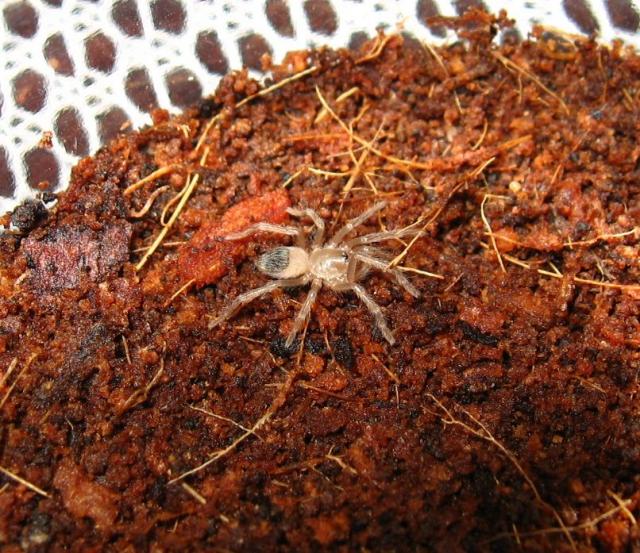 Lasiodora parahybana