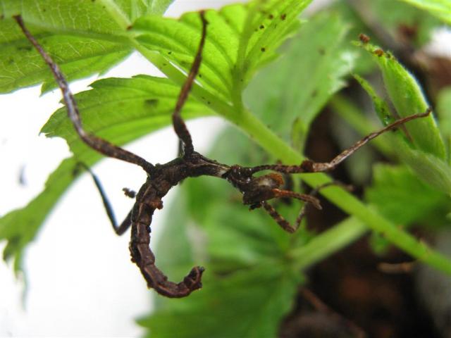 Extatosoma tiaratum