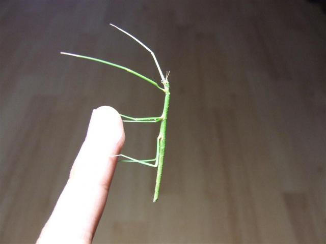 Baculum Extradentatum