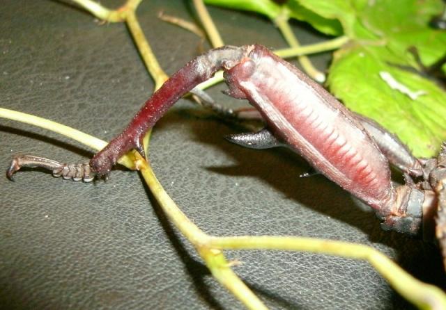 Eurycantha calcarata
