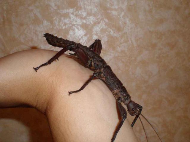 calcarata