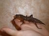 calcarata_patele_t1.jpg