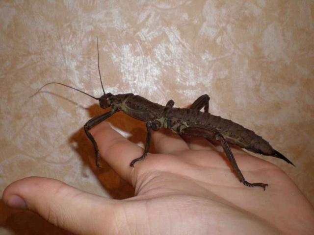 Eurycantha calcarata