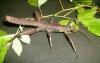 calcarata_patinas_t1.jpg