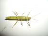 calcarata_t1.jpg