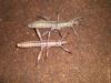 calcarata_t1_1_2.jpg