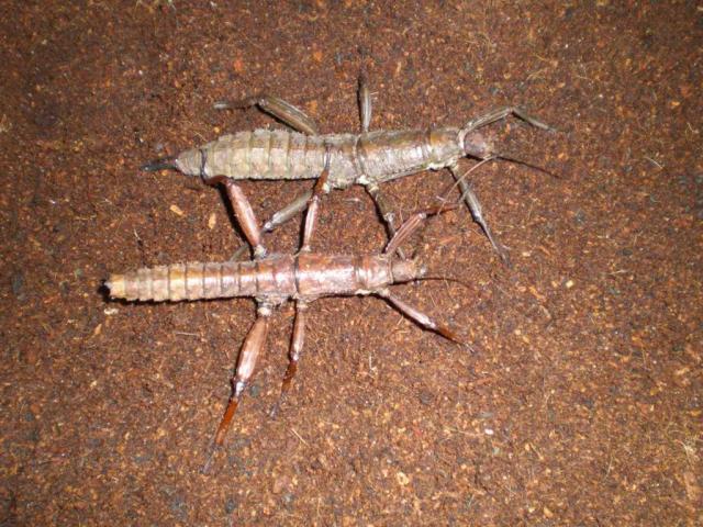 Eurycantha calcarata