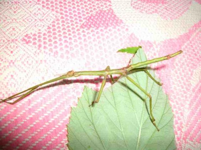 Cantori