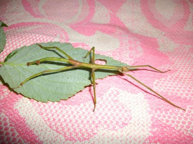 Canthori