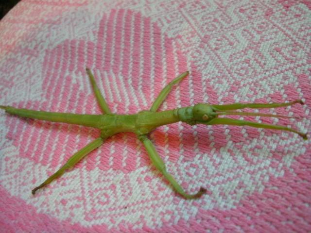Diapharodes
