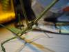 dsc01407_t1.jpg