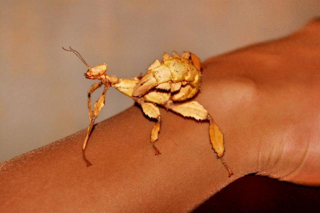 Gyvalazdė Extatosoma tiaratum. 