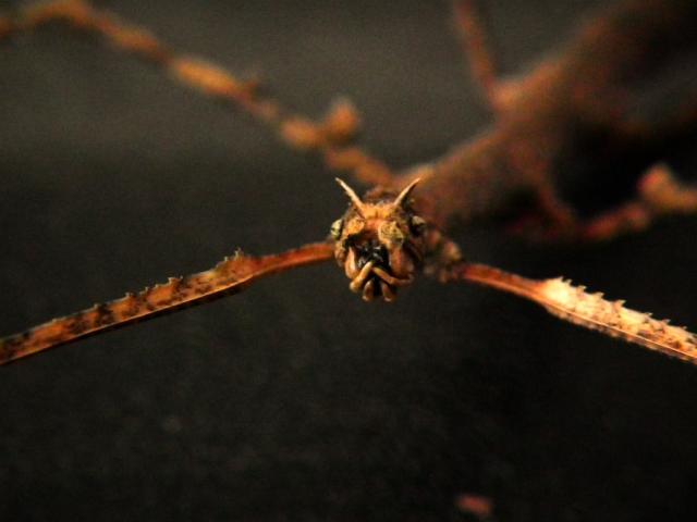 Baculum extradentatum