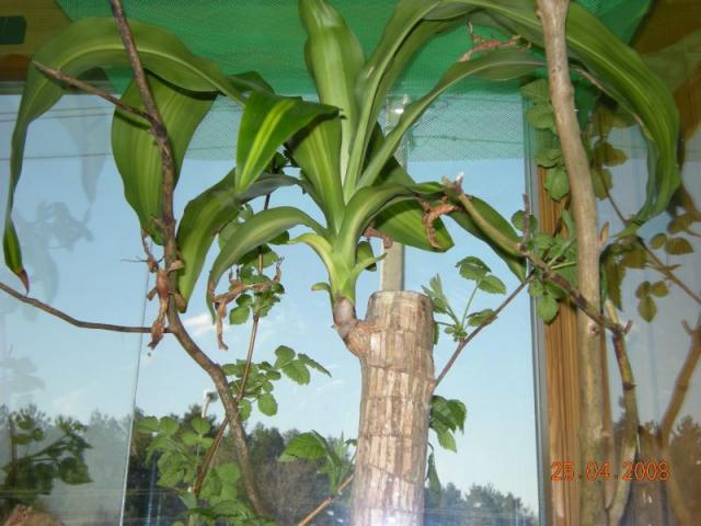 Extatosoma tiaratum