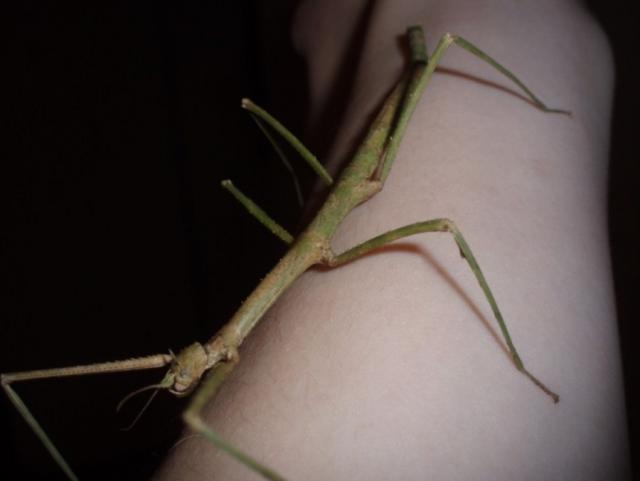 Balucum extradentatum