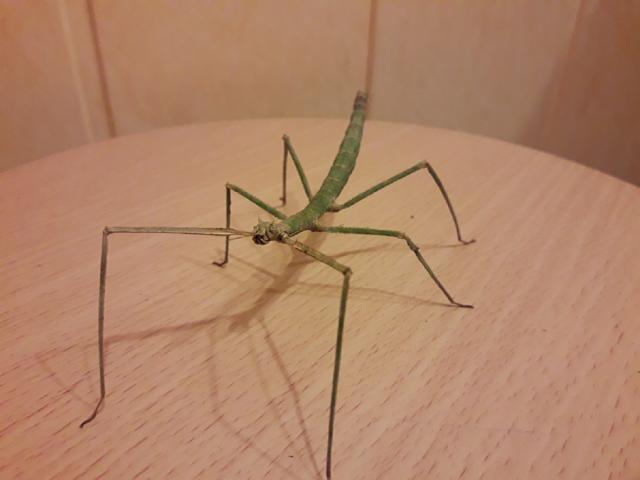 Medauroidea extradentata - Annam Walking Stick