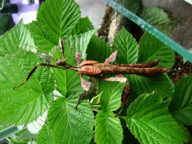 Extatosoma tiaratum