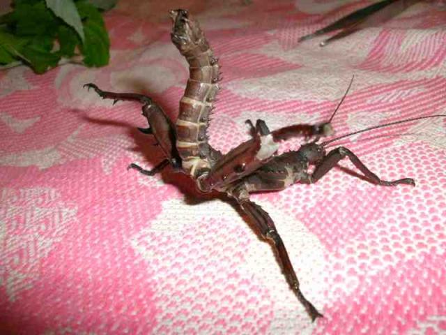 Eurycantha
