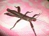 eurycantha_male_t1.jpg