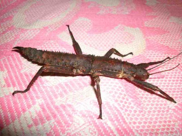 Calcarata