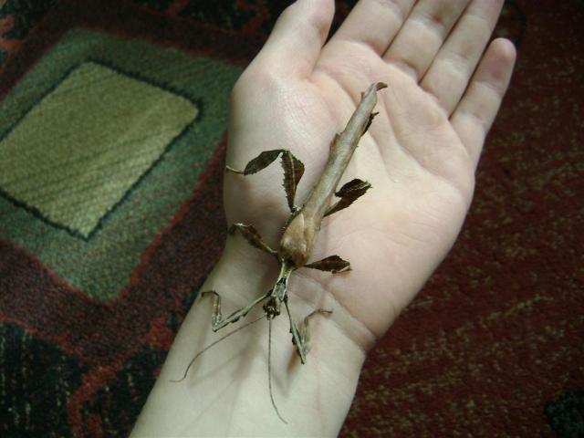 Extatosoma tiaratum