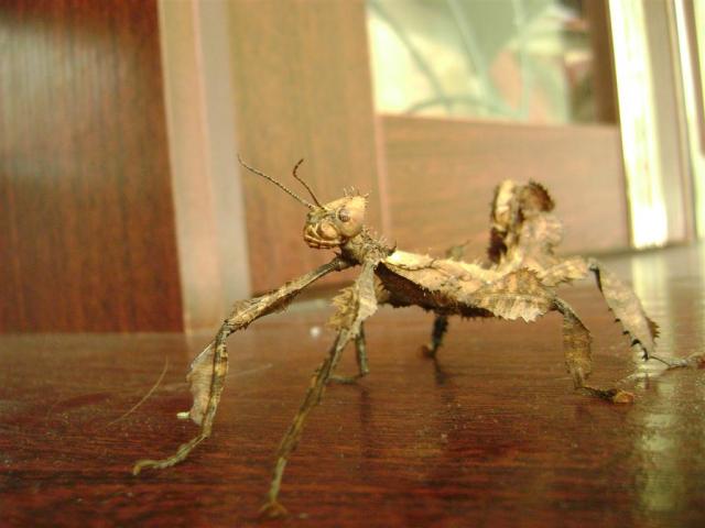Extatosoma tiaratum