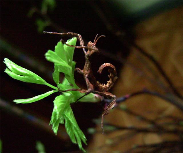 Extatosoma tiaratum