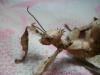 extatosoma_asrti_t1.jpg