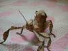 extatosoma_patele_t1.jpg