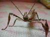 extatosoma_patinas_t1.jpg