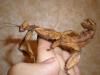 extatosoma_t1.jpg