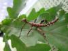 extatosoma_t1_1.jpg