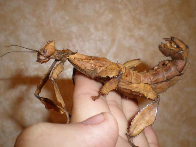 Extatosoma tiaratum