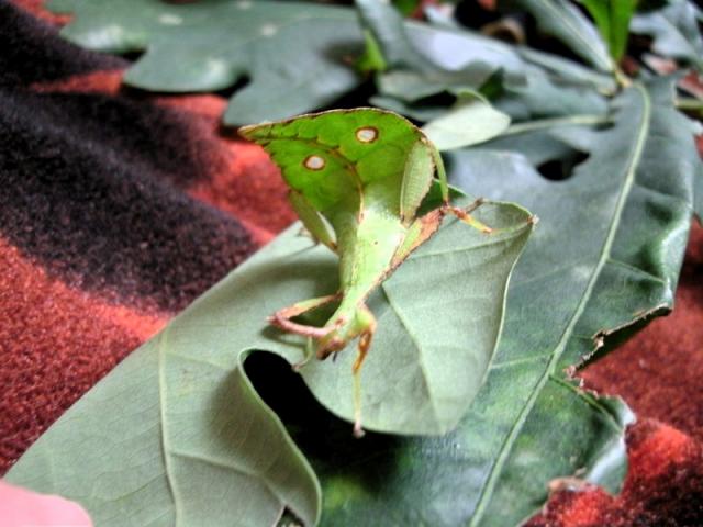 Phyllium jacobsoni