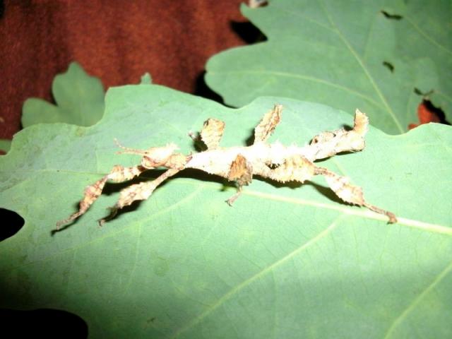 Extatosoma tiaratum