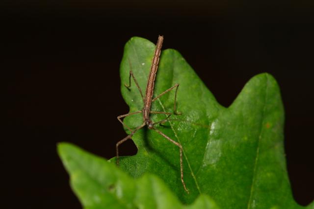Phaenopharos khaoyaiensis
