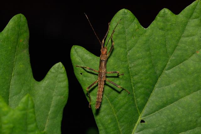 Eurycantha calcarata
