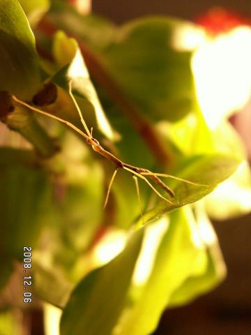 Baculum extradentatum
