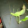heteropteryx_t1.jpg