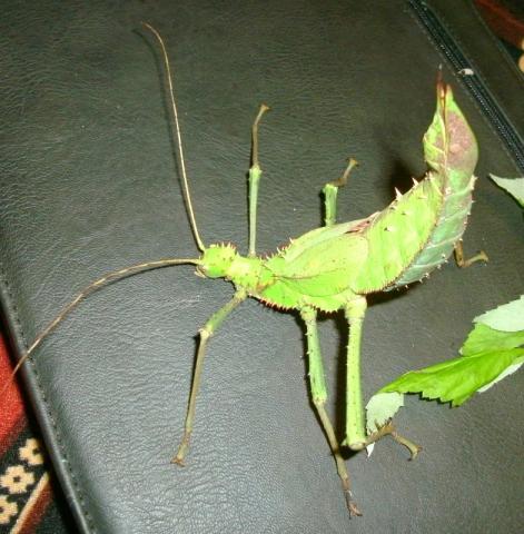 Heteroteryx dilatata